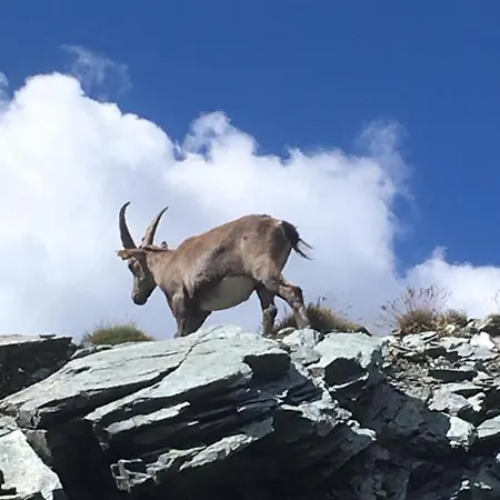 Casa Di Virgi * Champoluc